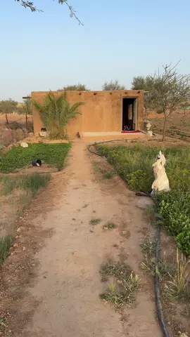 #محمد المقحم #تراث #ياسر الحزيمي # الاصدقاء #مجلس المقحم 