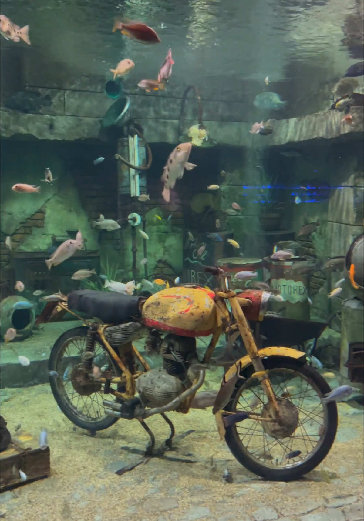 Ever seen a Malawi tank like this? 🤩  #cichlids #aquarium #monsterfish #aquariumhobby #cichlidtank #cichlid #fishtank #malawi #malawicichlids #malawitank  