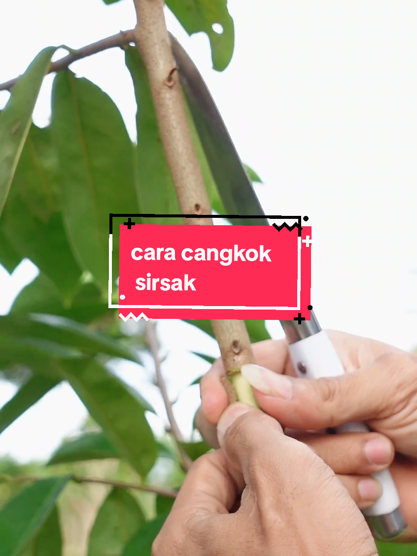 pakai cara ini cangkok tanaman lebih cepat dan praktis #cangkoktanaman #sirsak #berkebun #tipsandtricks #rooting 