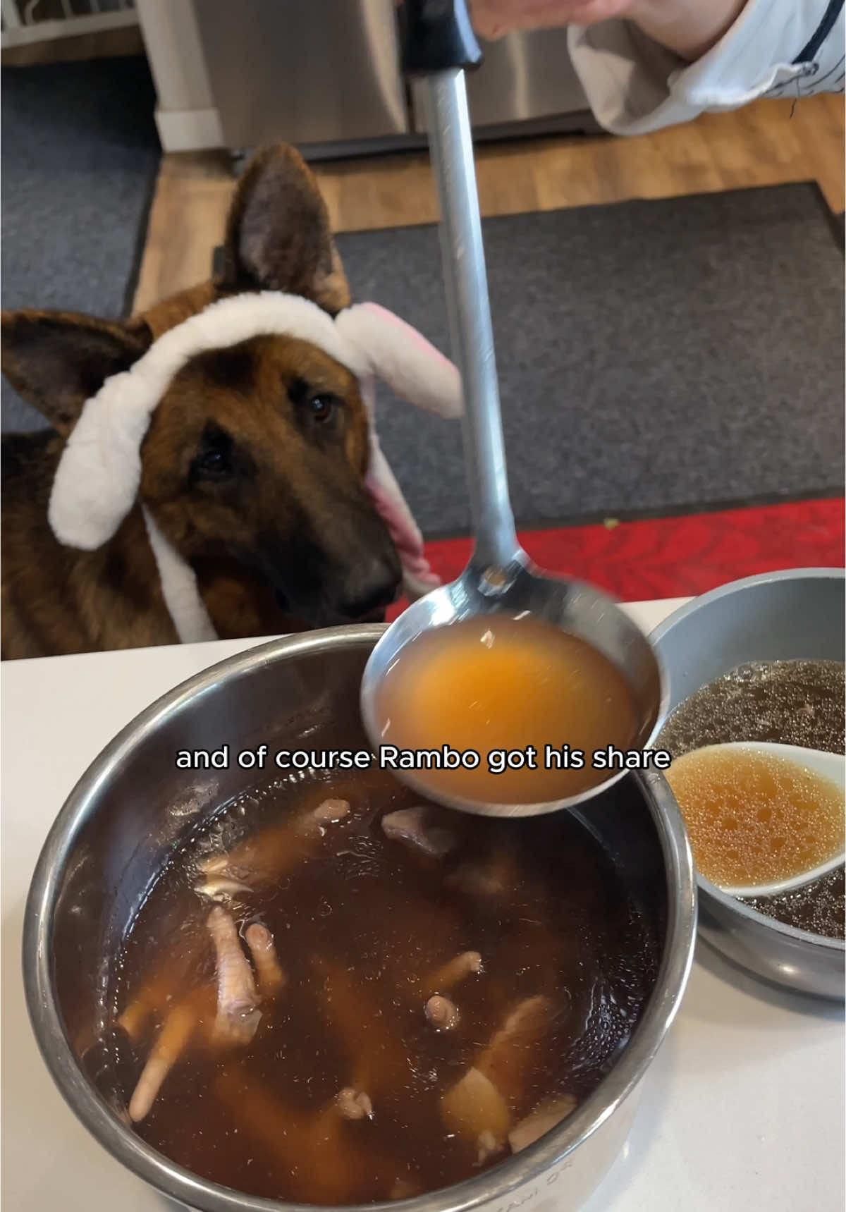 What my dog eats in this month. Homemade dogfood edition. Rambo is certainly a foodie. #germanshepherd #whatmydogeats #dog #dogfood #dogsoftiktok #chinesefood #homemadedogfood #dogwellness #healthycooking #healthyeating #soup #dogmom #dogmomlife 