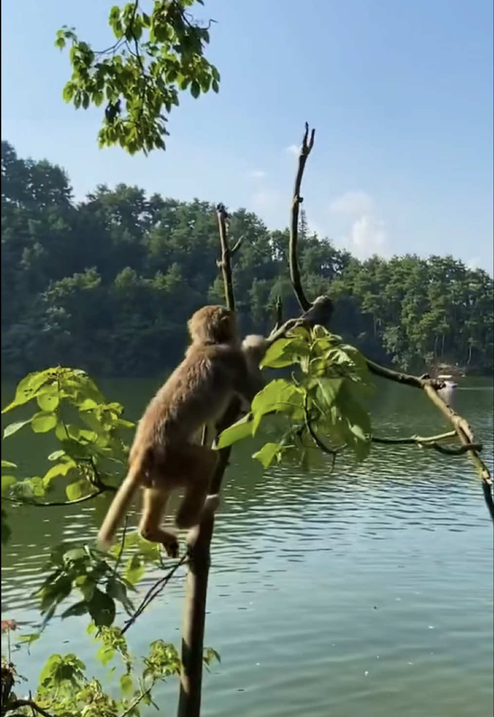 Attention Everybody🐒  @Superpoweroutdoor1688 