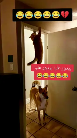 #الشهب_الصيني_ماله_حل😂😂 #الشعب_الصيني_ماله_حل😂😂 