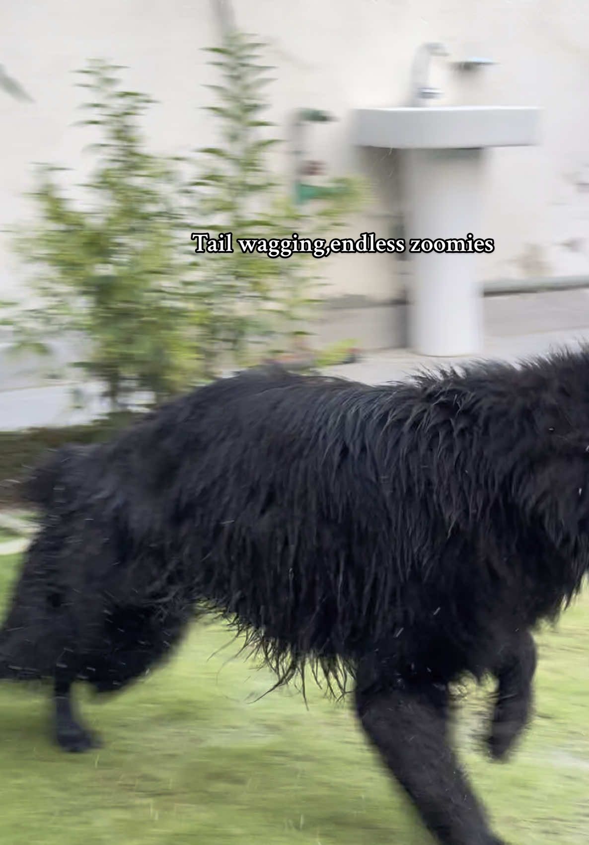 Big paws, bigger energy#brunotheshepherd #foryoupage #viral #fyp #Summer #cannine #gsd #fyp #capcut #viral #cannine 