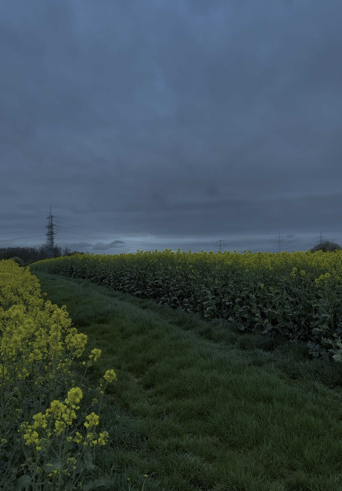 a quiet kind of heavy.                                                                                       #naturevibes #moodydays #windyweather #aestheticnature #countrysideview #julyviolet #fieldsoftiktok #landscapevideo 