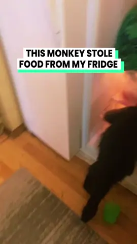 She knew what she wanted and she got it 😌 (@mymonkeyizzystroop) #monkey #monkeys #monkeysoftiktok #animalsoftiktok #funnyanimals