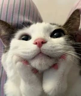 #cute #cat #tik #foryou #fyp #tiktok