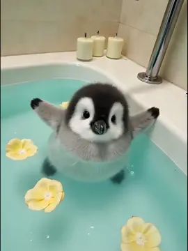 Adorable Baby Penguin Takes a Bath – Too Cute to Handle!#cute #funny #animals #pet #lovely 