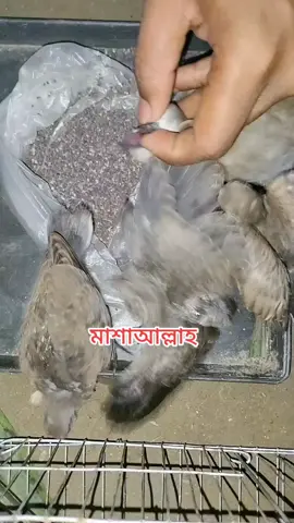 #তিলাঘুঘু #রাজ_ঘুঘু #অস্ট্রেলিয়ানঘুঘু #দৌইলাঘুঘু #বাচ্চা 