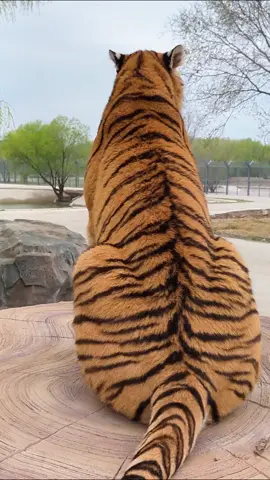 #tiger 