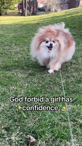 God forbid a girl knows she’s cute 💁🏼‍♀️🐶  #godforbid #dogsoftiktok #pomeranian #dogs #puppylove #dogmom #doglife #confidence #girlythings 