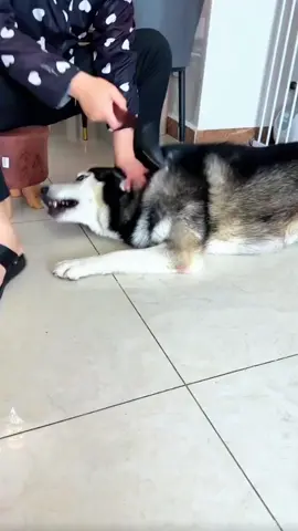 #dog #man #funnydog #fyp 