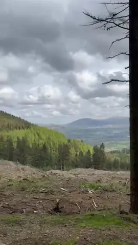 Probably the best location in the UK to do a @Go ape Segway course 😍😍😍 #grateful #together #makingmemories #adventures #adventurestogether #touring #caravanlife #lakedistrict #newadventures #derwentwater #OnTour #towing #ontow #happy #segway #goape #whinlatterforest #goapetribe 