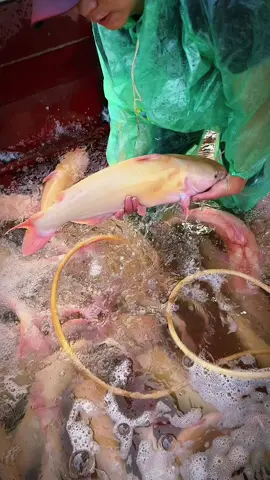 #CapCut cá lăng vàng vùng cao thượng nguồn sông đà #thuỷhảisảnthànhcông #xuhuongtiktok 