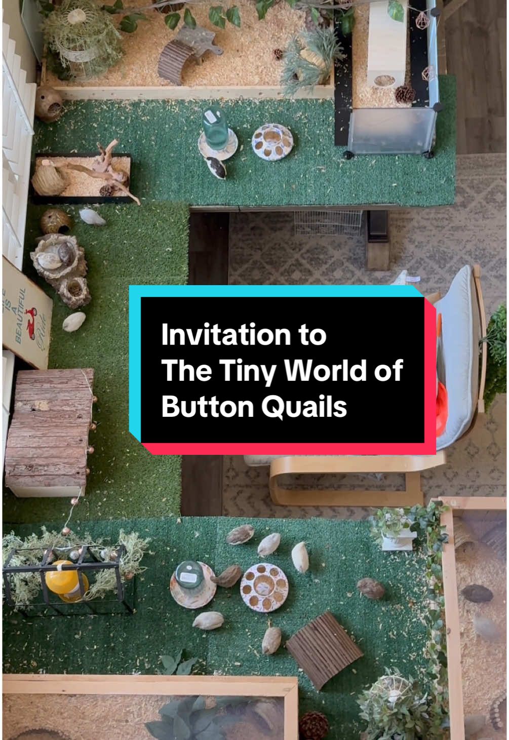 Welcome to the tiny world of my button quails.  Yes, I have tried many different enclosures, layouts, and settings.  I would love hearing your thoughts and questions about button quails from you. Thank you all, I always appreciate you sharing your thoughts and suggestions. I hope more people get to know about these cutest little birds🐣🥰 #petbird #buttonquail #quail #petquail #birdlovers #kingquail #birdsoftiktok 