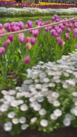 🌷  #بدون_موسيقى 