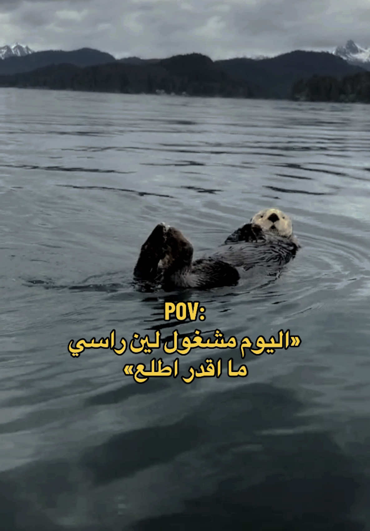#الشعب_الصيني_ماله_حل😂😂 #الشعب_الصيني_ماله_حل #الهاشتاقات_للرخوم  #الهاشتاق_للرخوم🧢#ضحك #ضحك_وناسة #ضحك😂 #اغوى_كويتيين #قندس #تبطح #تسدح #نوم #اكل #طلعة #جدول #اخوياك #ربعك #ويكند #تصريف #اكسبلور  #اكسبلورexplore  #explore #fyp  #fypシ  #السعودية #السعودية🇸🇦  #الكويت #الكويت🇰🇼  #الرياض