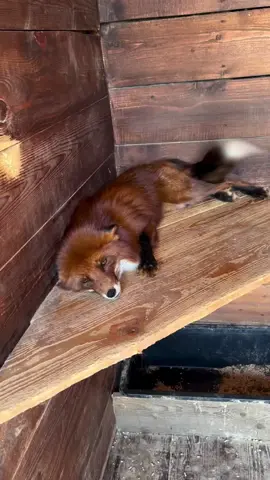 Foxy #viral 
