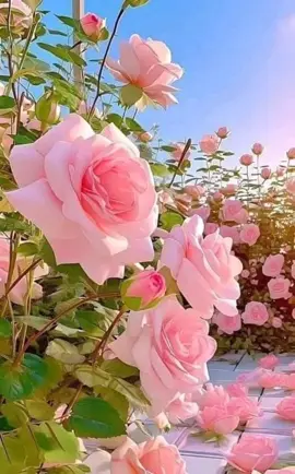 #زهور #ورود #وردة #زهور_طبيعية #زهور_ملونة #أزهار #حديقة_الزهور #جمال_الزهور #الورود_الطبيعية #زهور_الربيع #خلفيات #خلفيات_طبيعية #خلفيات_زهور #خلفيات_مبهجة #خلفيات_الورود #خلفيات_جميلة #تصاميم_طبيعية #زهور #ورود #وردة #زهور_طبيعية #زهور_ملونة #أزهار #حديقة_الزهور #جمال_الزهور #الورود_الطبيعية #زهور_الربيع #خلفيات #خلفيات_طبيعية #خلفيات_زهور #خلفيات_مبهجة #خلفيات_الورود #خلفيات_جميلة #تصاميم_طبيعية #ريلز #فيديوهات #صور #ترند #محتوى #فيديو #محتوى_إبداعي #تحدي #محتوى_مميز #تلاوة_خاشعة #تلاوة_عطرة #تلاوة_قرآن #صوت_من_الجنة #القرآن_الكريم #قرآن_يهدينا #تلاوة_مؤثرة #خشوع #صوت_قرآن #قارئ_مميز #تلاوة_جميلة #راحة_للقلب #صوت_يبكي #تلاوة_رائعه