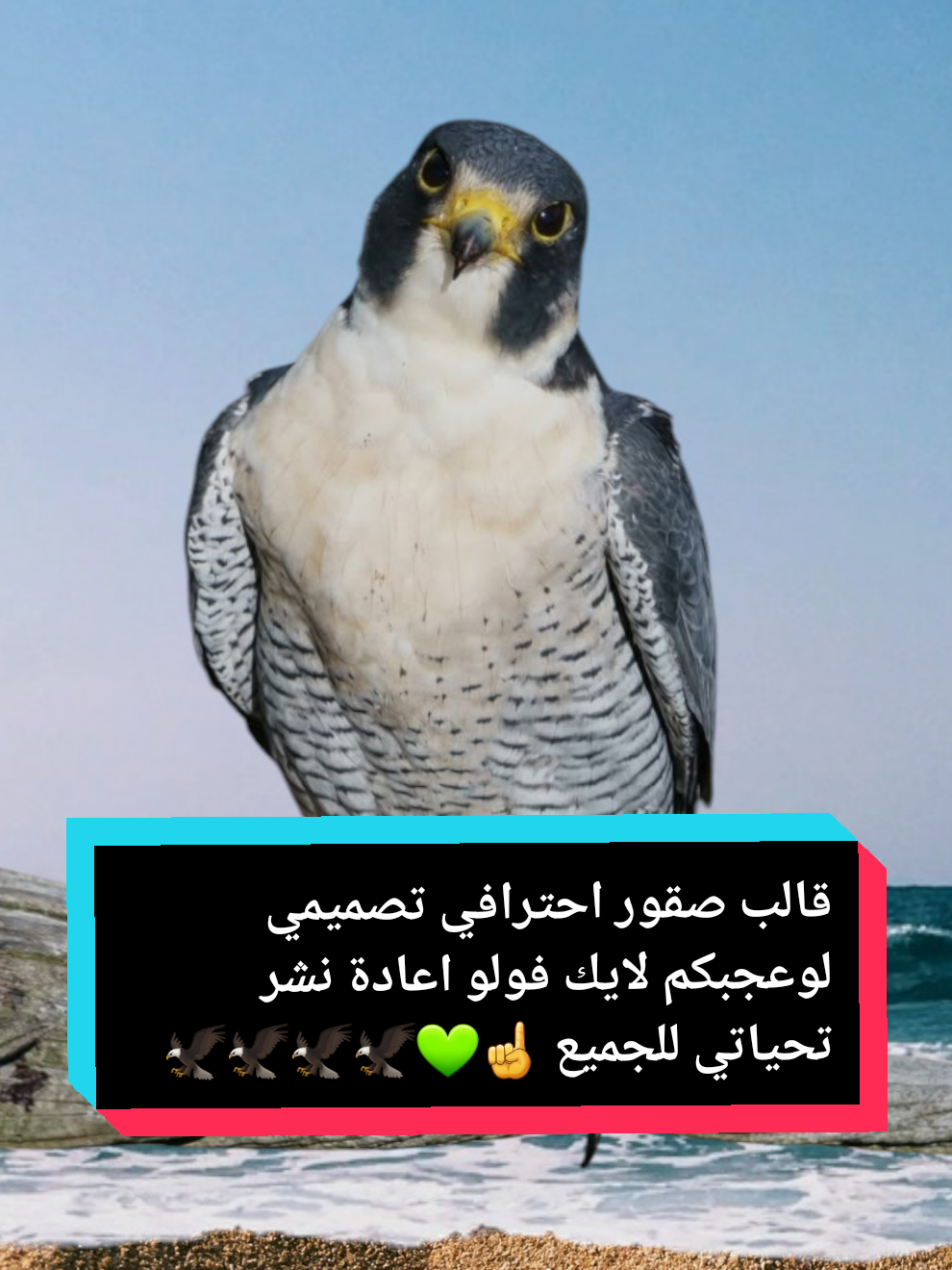 #CapCut #الهدف_مرصود #المراجل_ودها_قوة_قلوب أكسبلور لاهنتم ❤ •.* ••.* #🦅❀༼طير ༽♡بلا♡جناح💔ᬽ✿ .# .# .# .# #قطر #m17en____mk  #امدح_الطيب_واسجل_ميجوز😎 #شيلات #صقر #الاردن #سوريا #السعودية #الأمارات #مصر #عبسي #trending #trend #تصميمي #🦅❀༼طير ༽♡بلا♡جناح💔ᬽ✿#يمان_نجار #مشاهدات #ترند #🦅❀༼طير ༽♡بلا♡جناح💔ᬽ✿@🦅❀༼طير ༽♡بلا♡جناح💔ᬽ✿ 