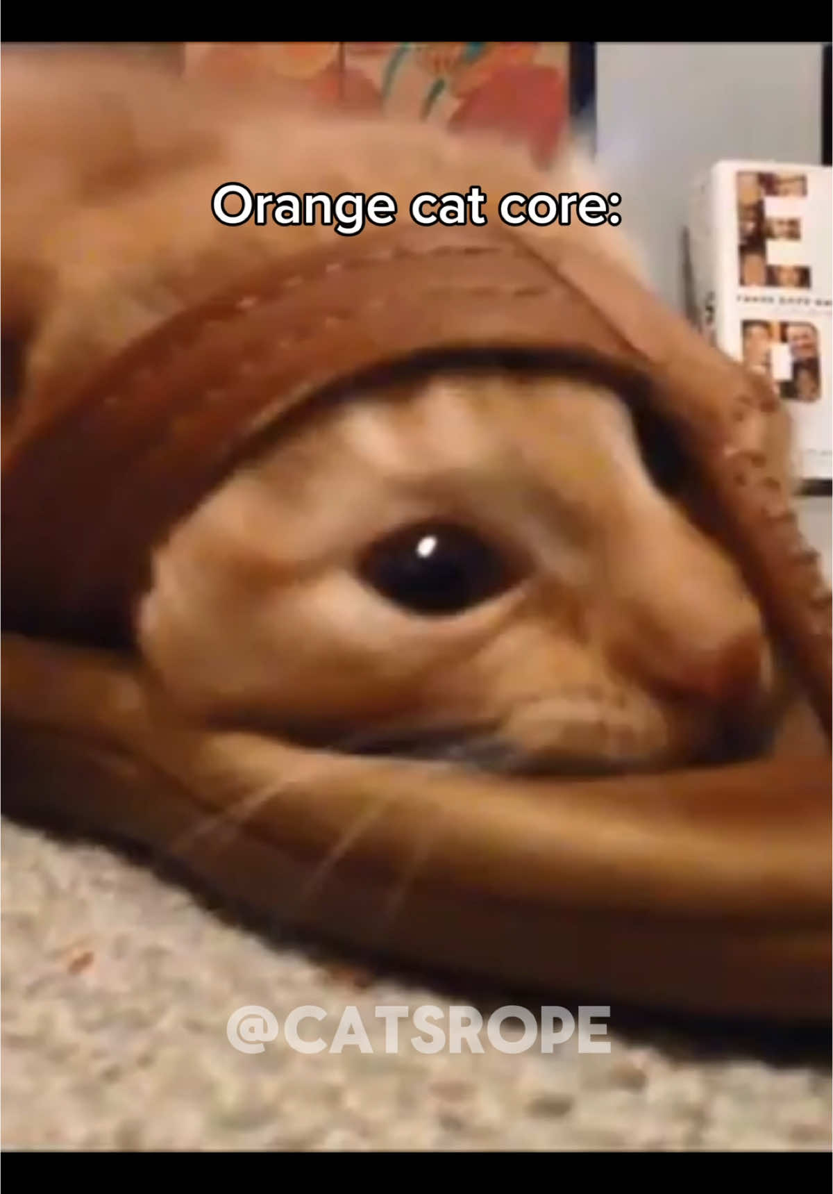 Orange cat core! #catcore #core #catcore🐈 #orangecat #orangecats #orangecatsofinstagram #orangecatenergy #orangecatbehavior #orangecatactivities #funnycats