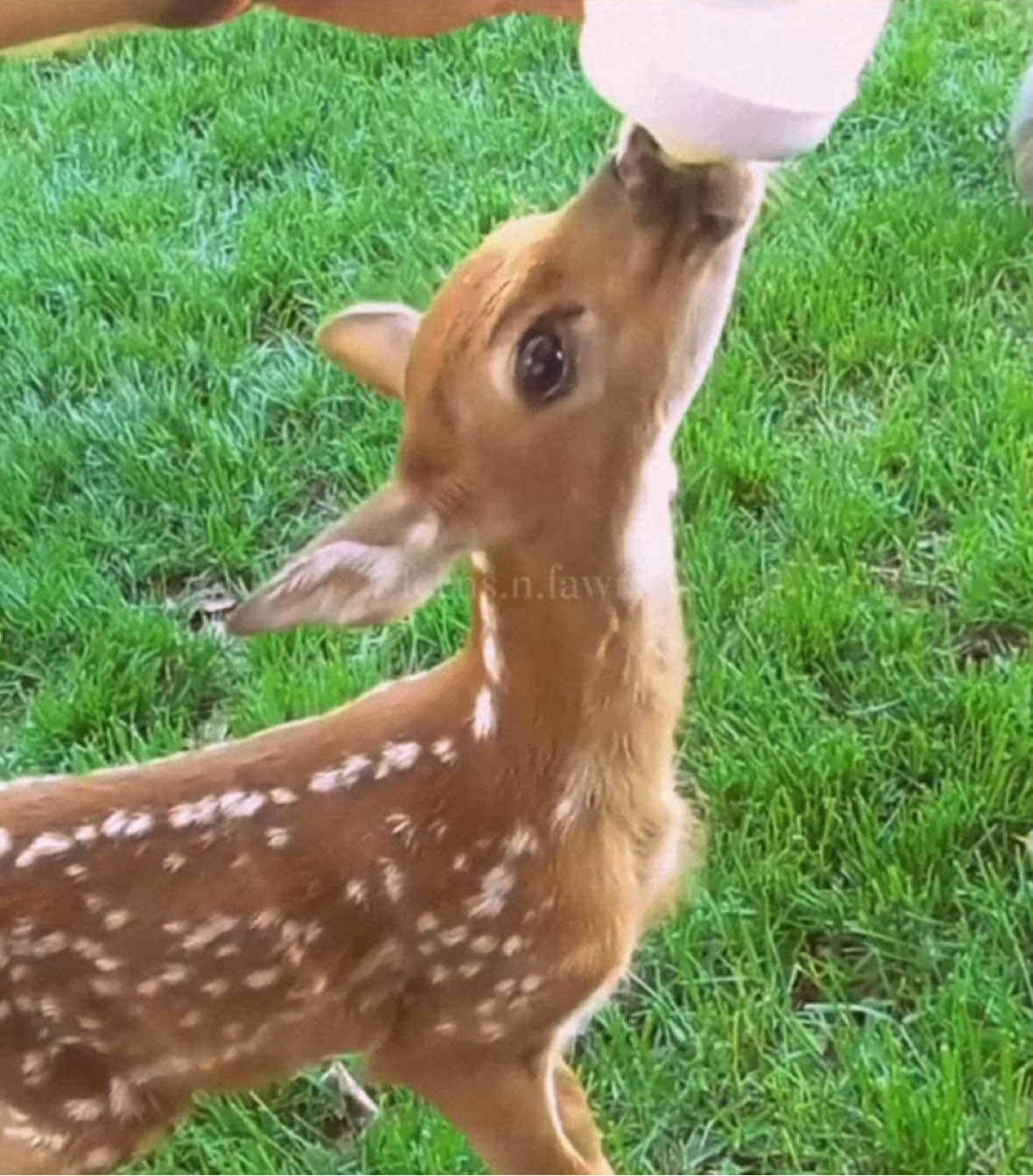 gentle like a fawn. #fawn #hopecore #deer #corecore #fawns #edit #gentle #fawnedit 