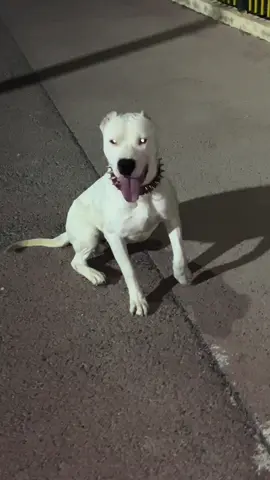 #dog #dogoftiktok #dogoargentino #dogoargentinopower #dogoftheday #doglovers #dz #dogs #كلاب 