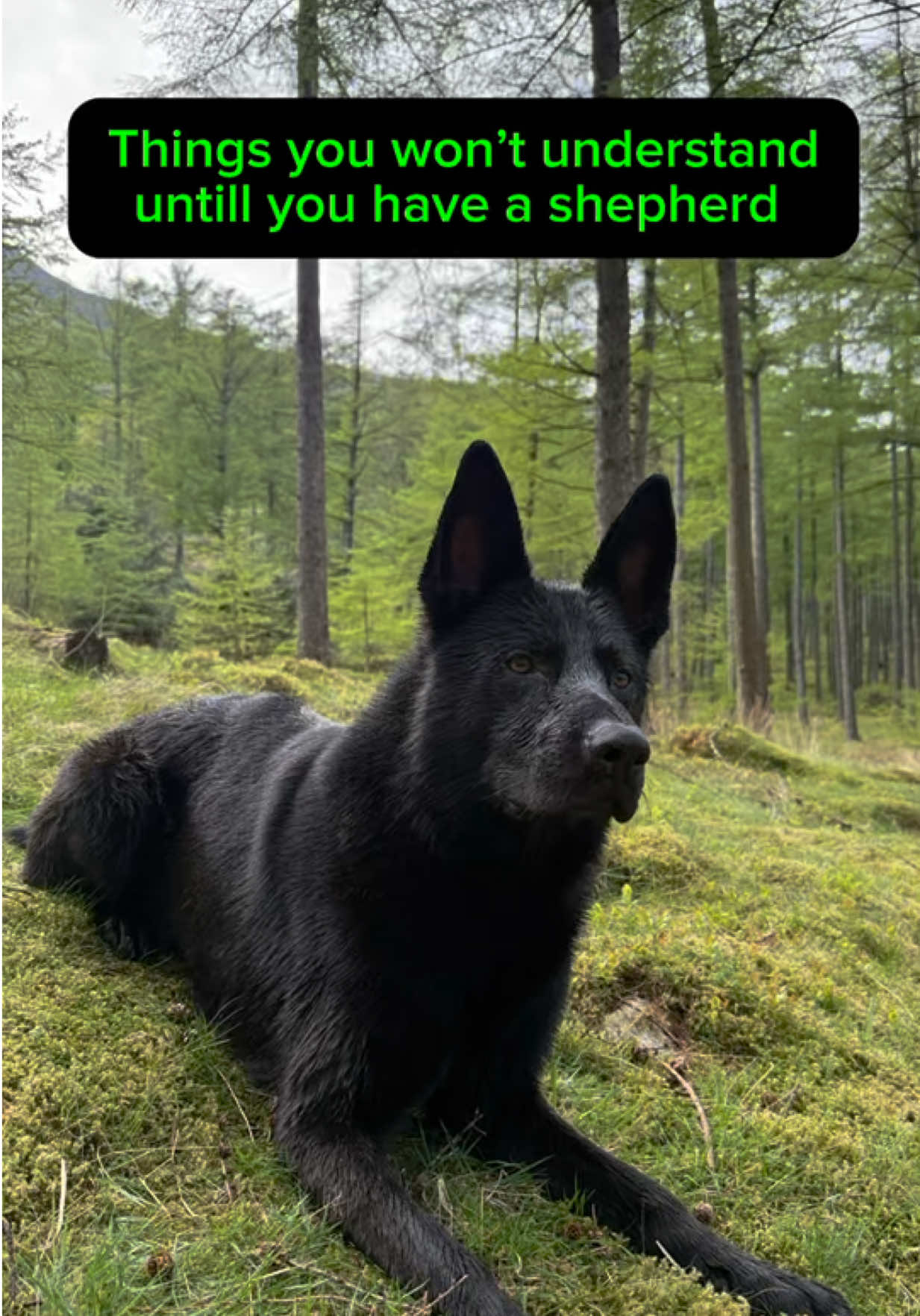 Things to know before getting a shepherd 🐾 #germanshepherd #dogoftiktok #fyp #dogs #dogslife #thingstoknow 