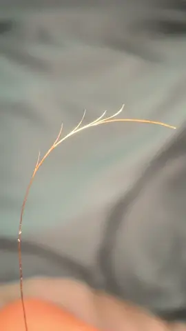 #splitend #fypシ #makeup #splitends #hair #fyp #peeling #sephora #shampoo #conditioner #hairhealth #femalerage #trending #fyppppppppppppppppppppppp #hairpeeling #satisfyingvideo #peelingsplitends #hairstyle #hairhealthjourney #reposting 