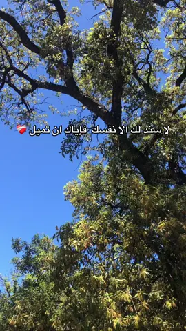 👌🏻❤️‍🩹#algeria #dz #morocco #reels #tik_tok #fyp #explore #trendingvideo #algerie🇩🇿_maroc🇲🇦_tunisie🇹🇳 #foryoupage 