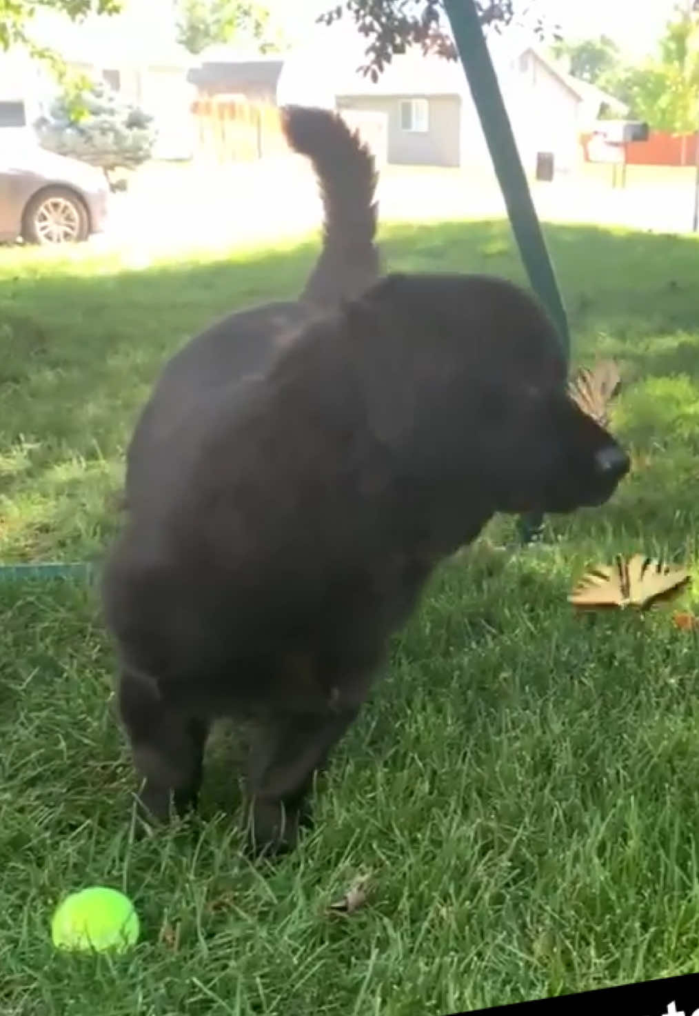 The Butterfly Effect 🦋 #dog #dogsoftiktok #butterfly #distracted #cute #cutie 🎥:Gabriela Muro