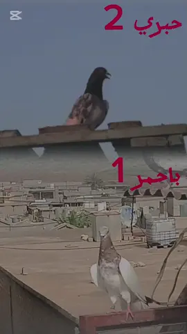#عشاك التار🔥 ابن الفلوجه مروان العلم🇮🇶✅# @🦅✅مروان ابن الفلوجه ✅🦅 
