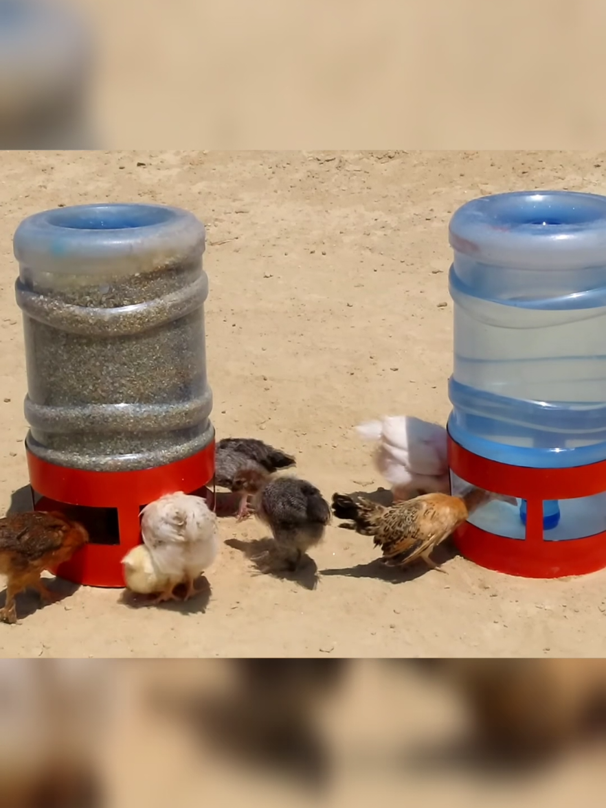 Como hacer un bebedero y comedero barato y fácil para pollitos y pollos #viralvideos #videoviral #viralvideo #animales #viral #virales #gallinas #viralreels #usa🇺🇸 