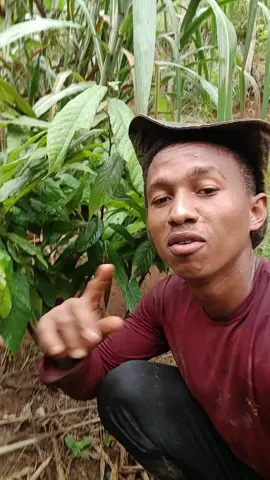 melhor forma de adubar suas plantas #natureza #plantas #adubo 