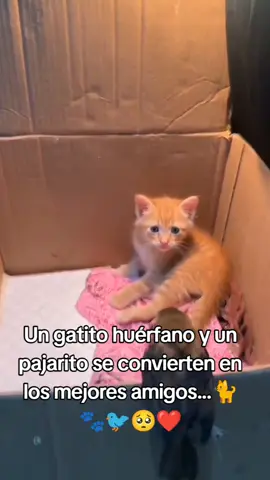 Un gatito huérfano y un pajarito se convierten en los mejores amigos...🐈🐾🐦🥺❤️. #Gato #Gatos #mascotas #cat #sos #reels #Compartir #viralvideos #Viral 