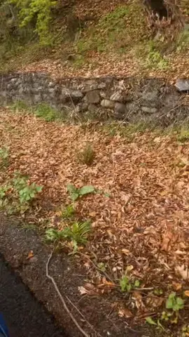 #ursu #fy #fyp #ilvreauviralll❤ #fypageシ #❤️🔥 #foruyou #transfăgărășan #vidraru❤ 