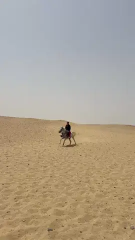 #خيل_وخياله🐎 #خيل_عربي_اصيل 