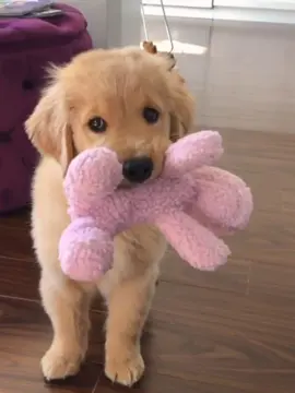 #fypシ #goldenretriever #silly #fypシ #cutie 