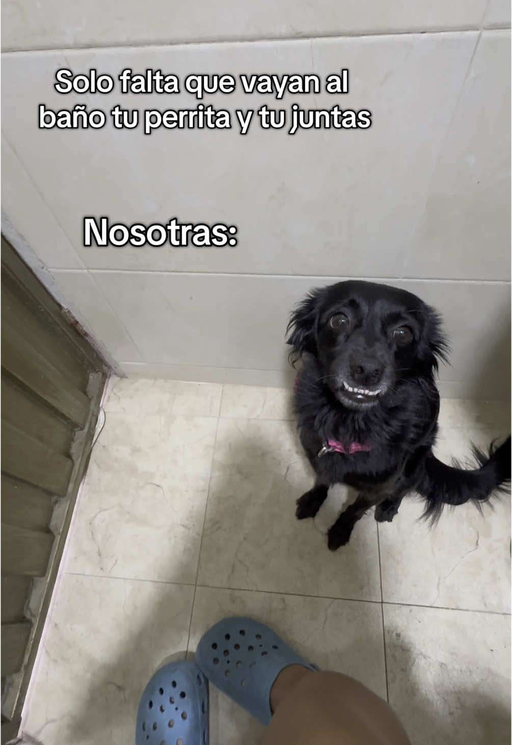 Me sigue a todo lado jajajaj #foryoupage #fyp #perros 