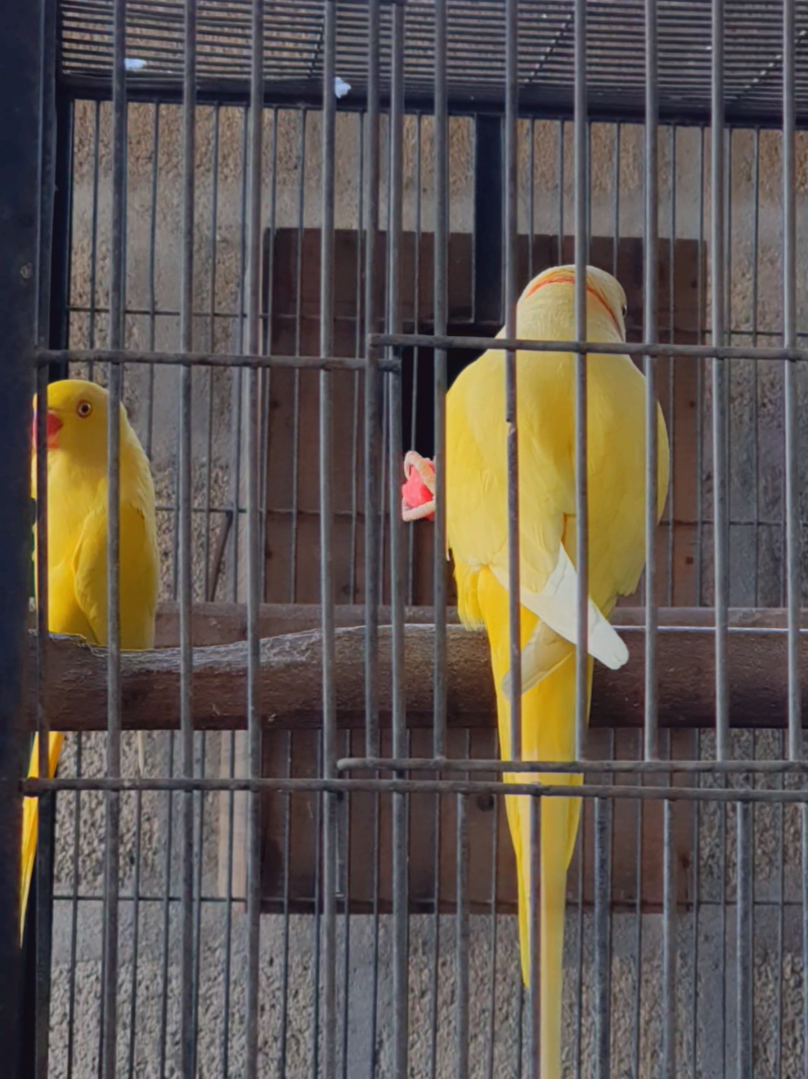 Peaceful morning hours ☕️ . . . . #ringneckparrot #parrotlove #birdbonding #cutebirds #morningvibes #birdsoftiktok #parrotlife #parrotsofinstagram #birdwatching #parrotvideo #birdlovers #tropicalbirds #petbirds #birdmoments #sweetbirds #birdcouple #ringnecklove #parrotfeeding #naturelovers #heartwarming