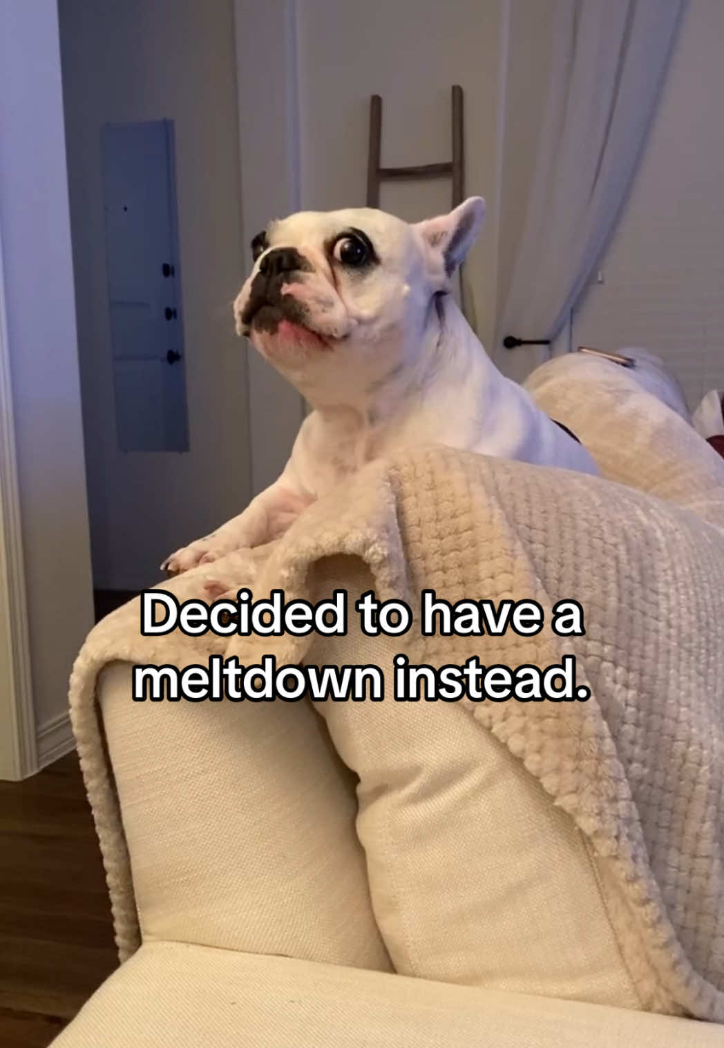 Who needs a hug when you can just have a meltdown?!🤷‍♂️ 🐾 #frenchbulldog #waltergeoffreythefrenchie #frenchiesoftiktok #neededahug #meltdown #doghumour #trend 