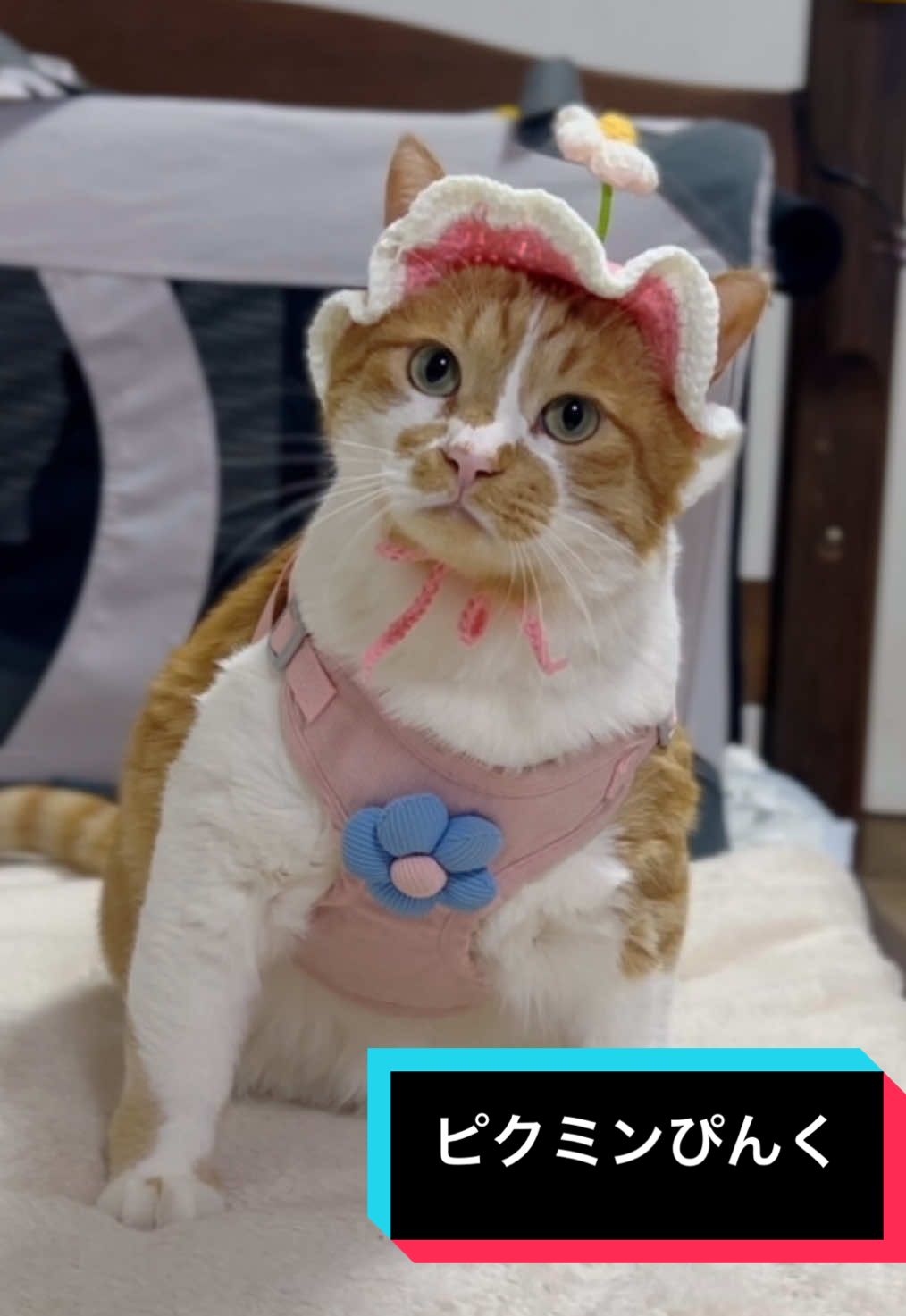 ピンクピクミンは散歩好き🐈♬ 【よくある質問】 ［性別］：♂ ［年齢］：5歳 ［種類］：元野良猫で雑種 ［体重］：7.6キロ（ダイエット中） ［衣装］：（動画毎に記載してます☺️） この動画のハーネス→TEMUで購入 この動画の帽子→TEMU ［編み方］：手作りのものは、かぎ針編みのYouTubeや編み方を調べて参考にしてます🙇‍♀️編み図などは作れませんごめんなさい💦 ［お散歩開始日］：2年ほど前からです！ハーネスやお散歩の練習はしたことがなく、初めて装着した時からこんな感じで抵抗ありませんでした！ 練習や訓練はするつもりなかったので、初手で嫌がってたら今頃お散歩猫になってなかったと思います☺️ ［お散歩の所要時間］：日によりますが、早いと1分足らずで長いと1時間超える時も！基本はもんちゃんが帰りたいタイミングで玄関に戻ってくれます！※雨の日は小雨程度なら行きますが本降りだと我慢です😣 ［ノミダニ予防］：かかりつけの病院にお散歩認知してもらってるのでスポットタイプのお薬もらってます☺️ ［お散歩後の手入れ］基本はブラッシングと、濡れタオルやウェットシートで足を拭きます。あまりにも汚れがひどいと洗面所行きです！ ［その他質問がありましたらコメントでお答えします☺️］ #かわいい#癒し#もんちゃん#猫の散歩#cutecat#fyp#おすすめにのりたい