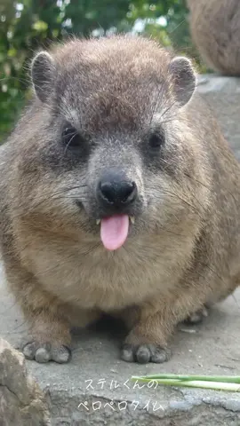 ペロペロハイラックスの追憶20240520 #ケープハイラックス  #kobeanimalkingdom  #dassie 