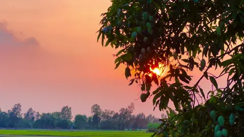 Chiều bình yên ở vùng quê nghèo #music #chill #nhachaymoingay #nhacnaychillphet #xuhuong #quehuongmientay #quehuong #canhdepthiennhien 