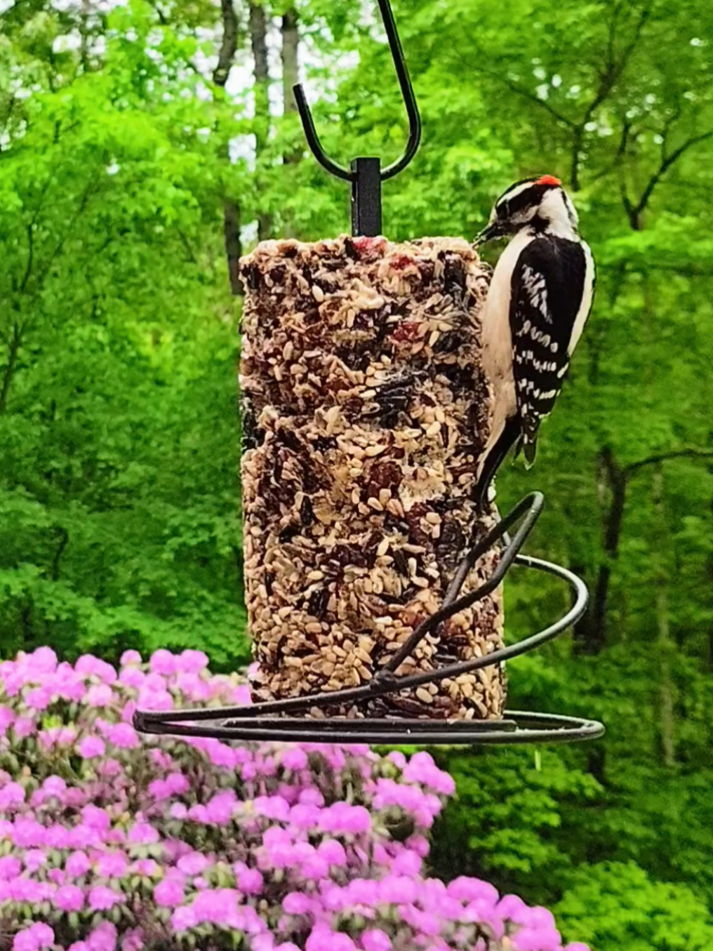The seed cylinder is the favorite feeder for our resident pair of Downy Woodpeckers. (Male on the video.) #bird #birdwatching #birdsoftiktok #birdtok #Outdoors #wildlife #nature 