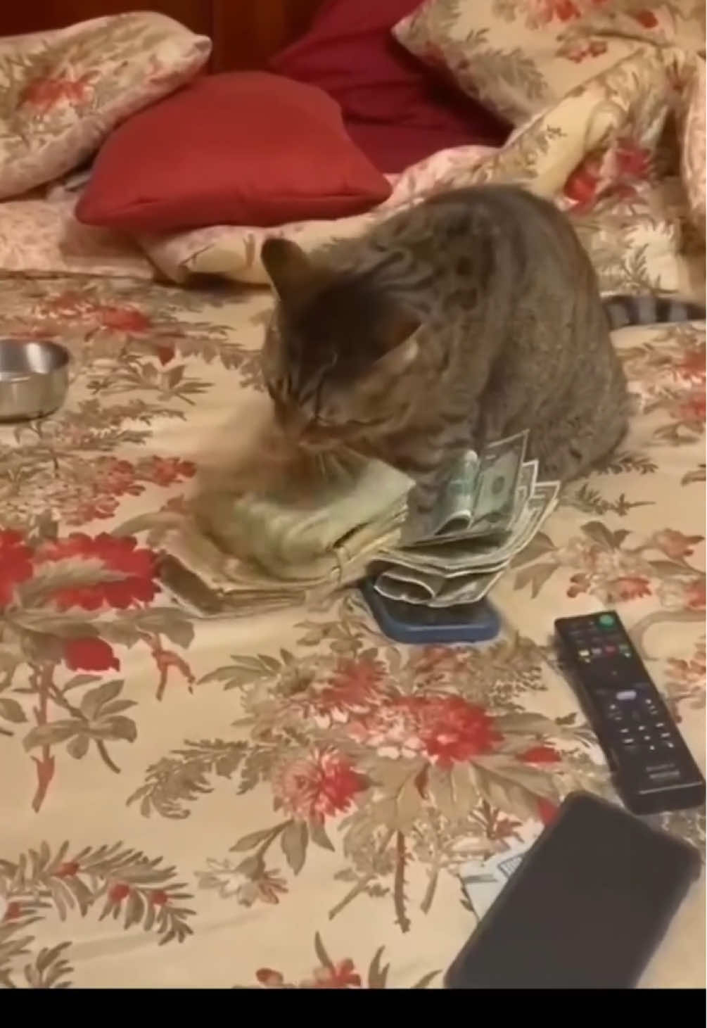 Cats 💵 (song: ilyTOMMY - pretty ho3) #ilytommy #fyp #fypシ #fyppppppppppppppppppppppp #explore #explorepage #memecut #cat #catsoftiktok #catlover #cattok #memecut #memestiktok #pet #petlover #plaqueboymax #xaviersobased #jerk #hoodtrap #viral #tiktok 