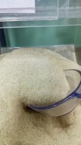 Ginseng em pó  Para mais informações: 📞 (11) 91821-8762 📍Av. Ver. Narciso Yague Guimarães, 1000 - Vila Partenio, Mogi das Cruzes, 08780-200, SP, Brasil. (Dentro do mercado D'avó) 💳Aceitamos Cartão de Crédito, Débito, V.A, V.R, e ALELO REFEIÇÃO. 🚚Enviamos para todo o Brasil.