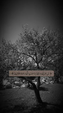 #CapCut #اني_جزيتهم_اليوم_بماصبروا #قران_كريم #تصويرى📸 