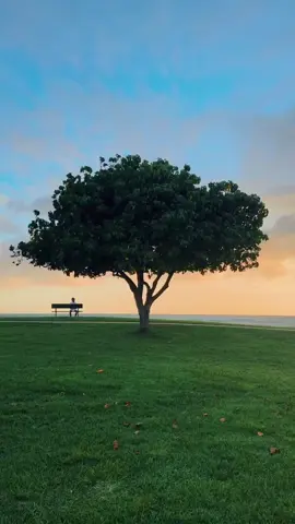 Away #nature #tree #scenery #healing #vibes #fyp #fy #lonely #peaceful 