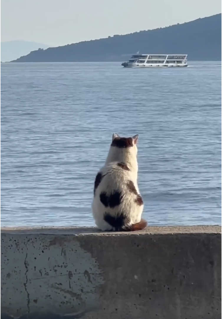#sadcat #fyp #sadvibes 