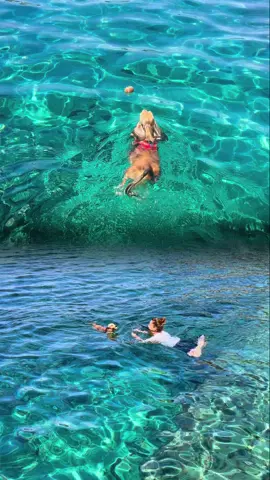#泳ぐ犬 #犬と旅行 #撮影風景 